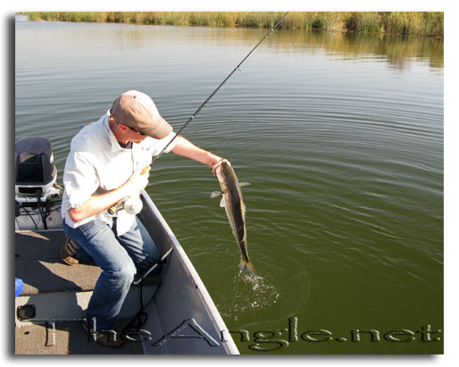 [Image: Fly Fishing for California Delta Stripers]