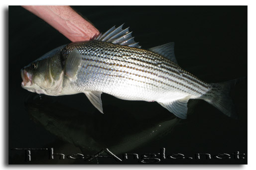 [Image: Fly Fishing for California Delta Stripers]