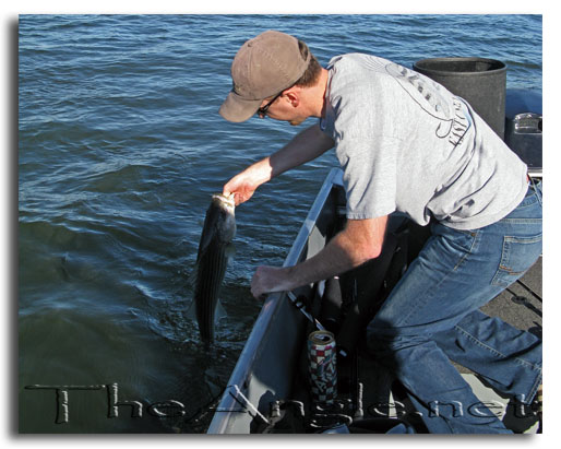 [Image: Fly Fishing for California Delta Stripers]