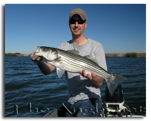 [Image: Fly Fishing for California Delta Stripers]