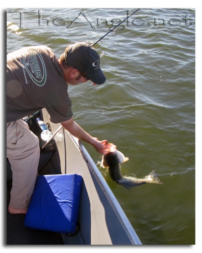 [Image: Fly Fishing for California Delta Stripers]