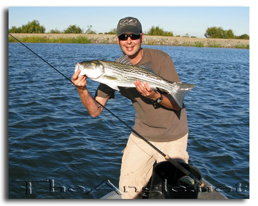 [Image: Fly Fishing for California Delta Stripers]