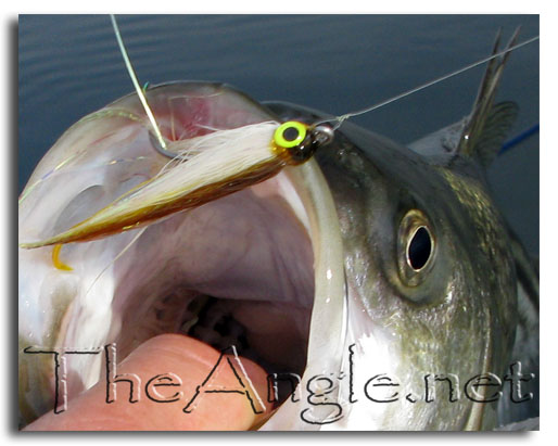 [close-up fly fishing delta striped bass]