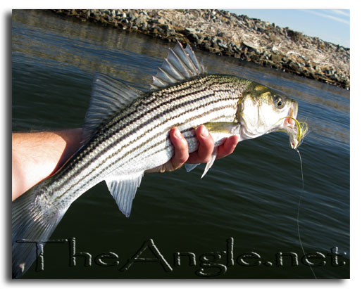 [Image: Fly Fishing striped bass delta stripers fishing report]