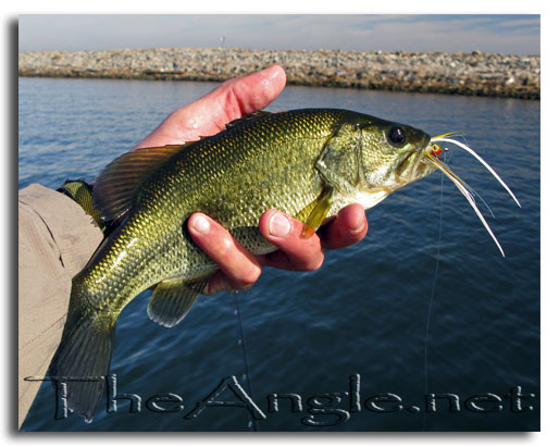 [Image: Fly Fishing report California Delta Stripers]