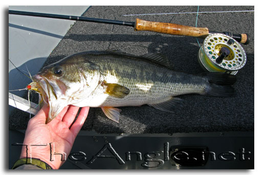[Image: Delta Stripers fly fishing report]