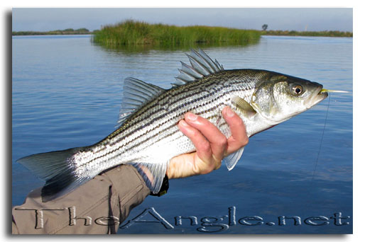 [Image: Striped Bass Fishing Report]