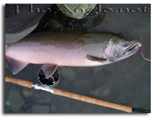 [Washington fly fishing November coho]