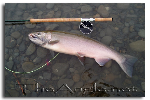 [Olympic peninsula speyrod coho]