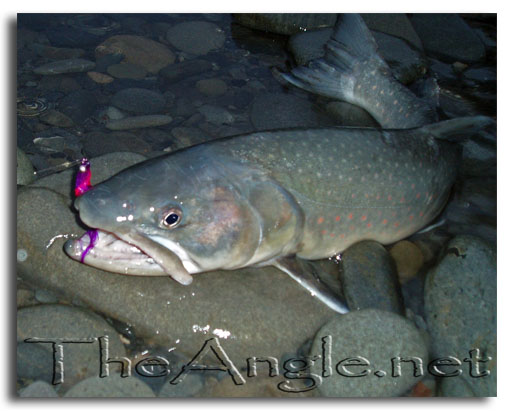 [dolly varden fly fishing]