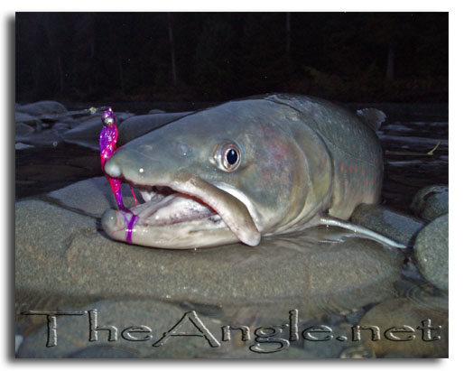 [Olympic peninsula dolly varden fishing]