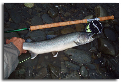 [Washington steelhead fishing consolation prize]