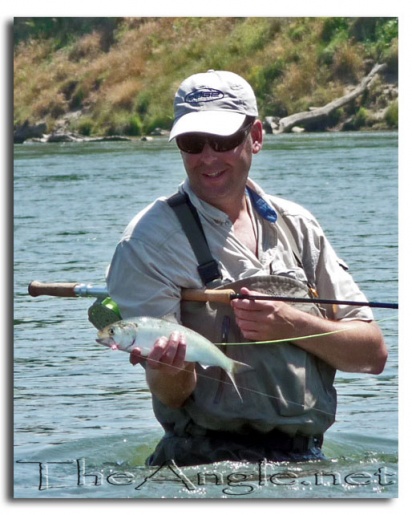 [fly fishing for shad in california]