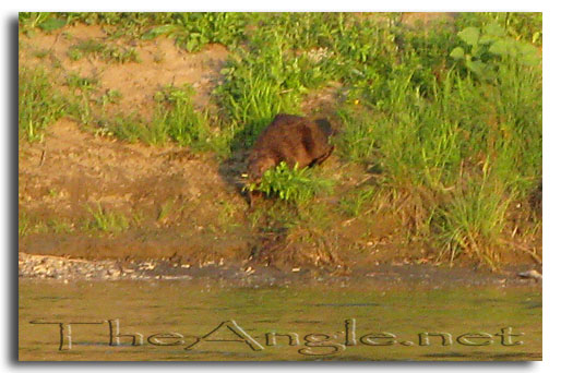 [Sacramento River Beaver]