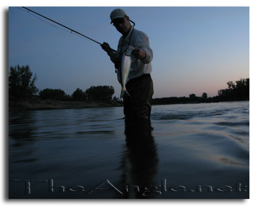 [Sacramento River Shad Fishing]