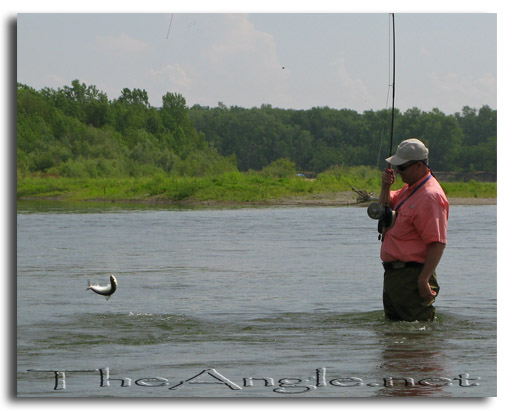 [American Shad fly fishing in california]