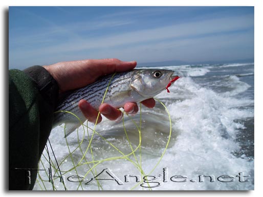 [Northern California Fly Fishing the Surf]