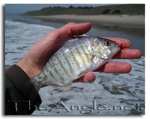 [Northern California Fly Fishing the Surf]