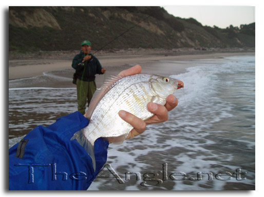 [barred surfperch]