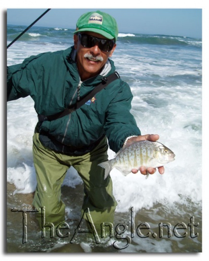 [Jose Silva Surf Perch, Northern California]