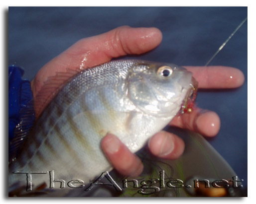 [Image Fly Fishing for Surf Perch]