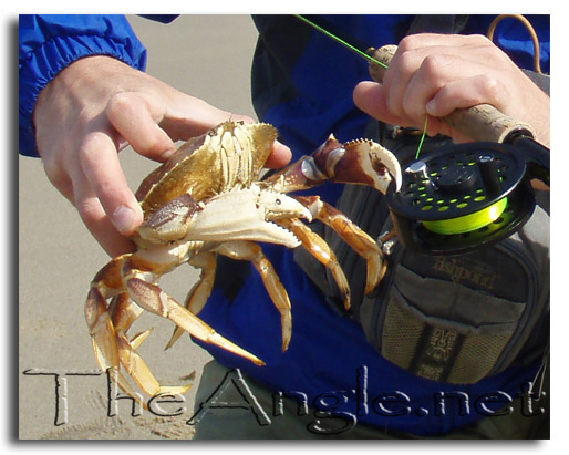 [Image: Fly Fishing for Dungeness Crab]