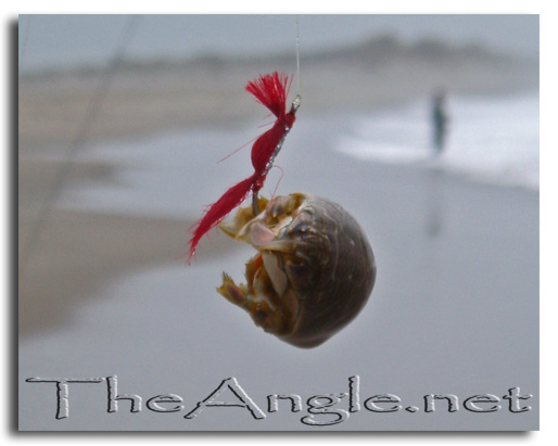 [Image: Sand crab]