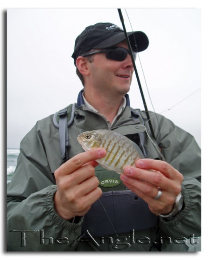 [Image: surfperch]