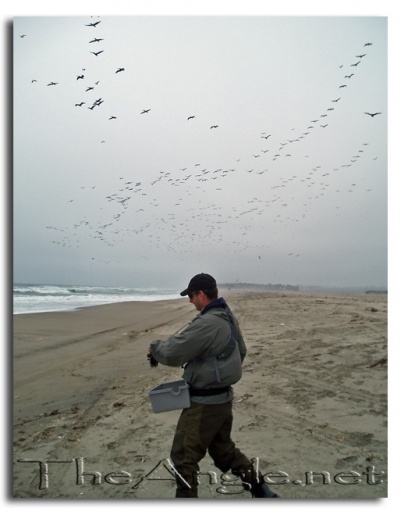 [Image: Monterey Bay Beach birds]