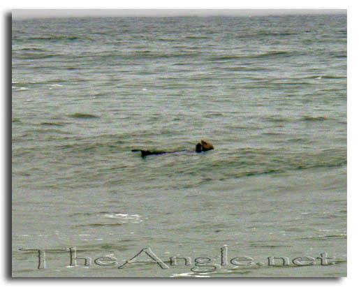 [Image: Monterey Bay Beach sea otter]