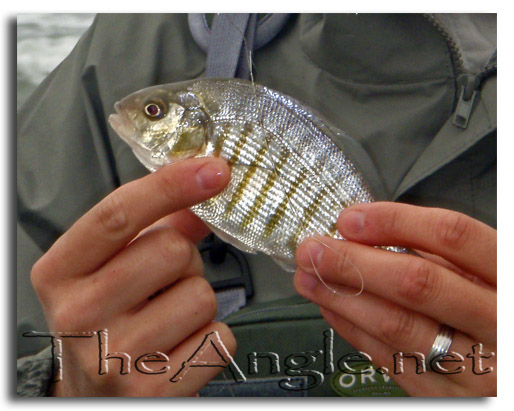 [Image: barred surf perch]