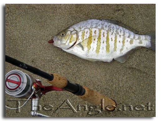 [Image: Monterey surf perch spin fishing]