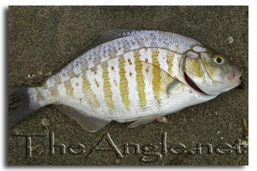 [Image: spin fishing for barred surf perch]