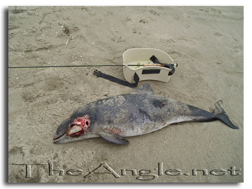 [Image: Dead Porpoise washed ashore on Monterey Bay]