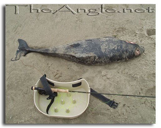 [Image: Harbor Porpoises washing up on California beaches]