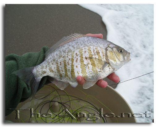 [Image: Pregnant surf perch]