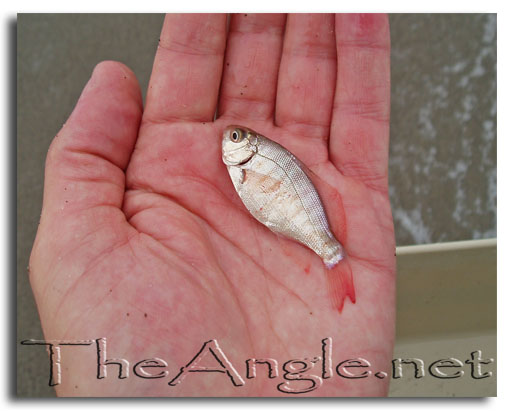 [Image: Baby Surfperch]