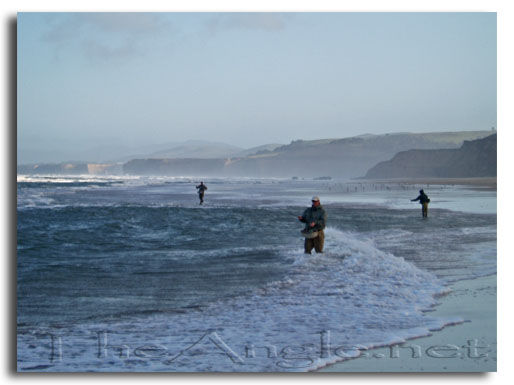 [Image: surf perch]