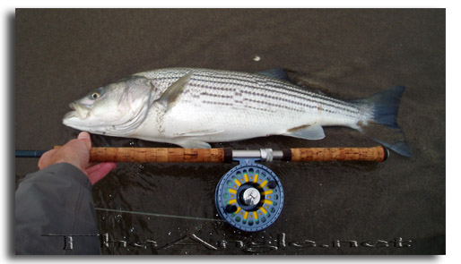 [California Surf Fly Fishing Striped Bass 9 Pounds]