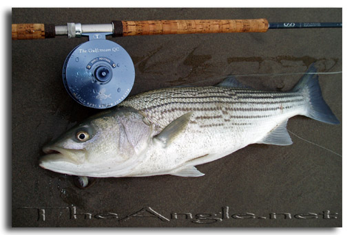 [Surf Fly Fishing for California Stripers]
