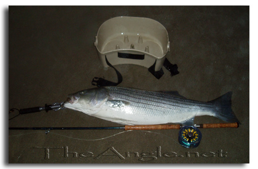 [Fly Fishing California Surf Striper]