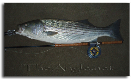 [Fly Fishing Striped Bass California]