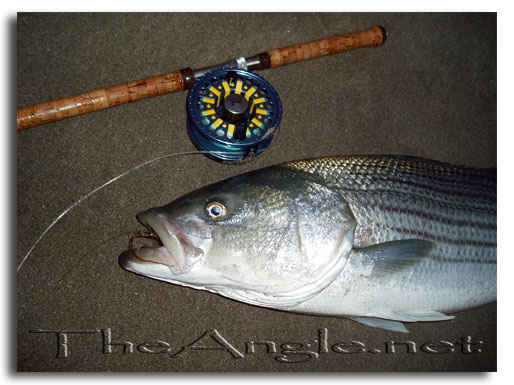 [Flyfishing California surf for stripers]